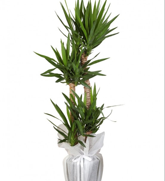 YUCCA 3'LÜ